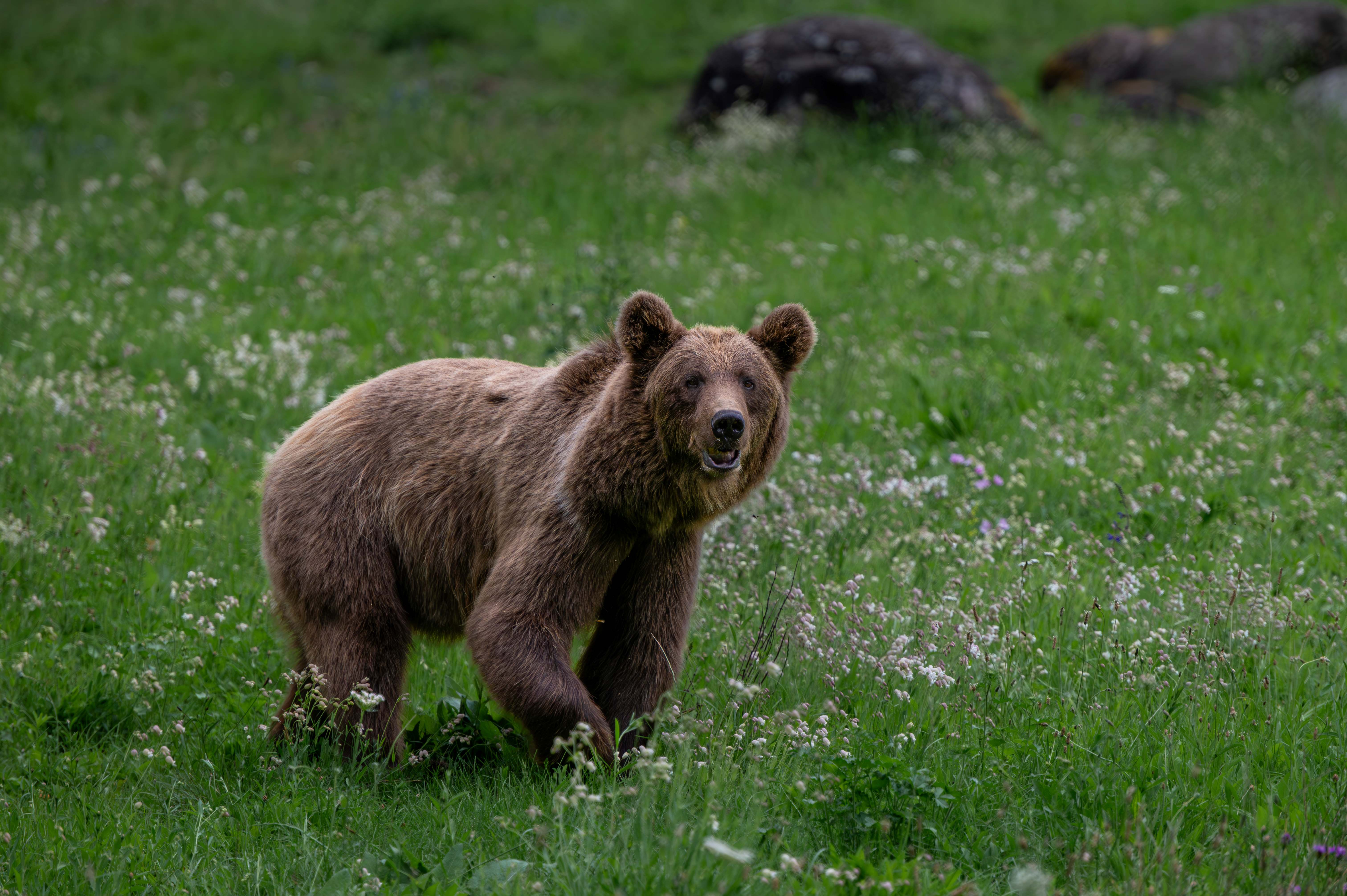 Natur-Entdecker-Tag: Raus in die Natur!