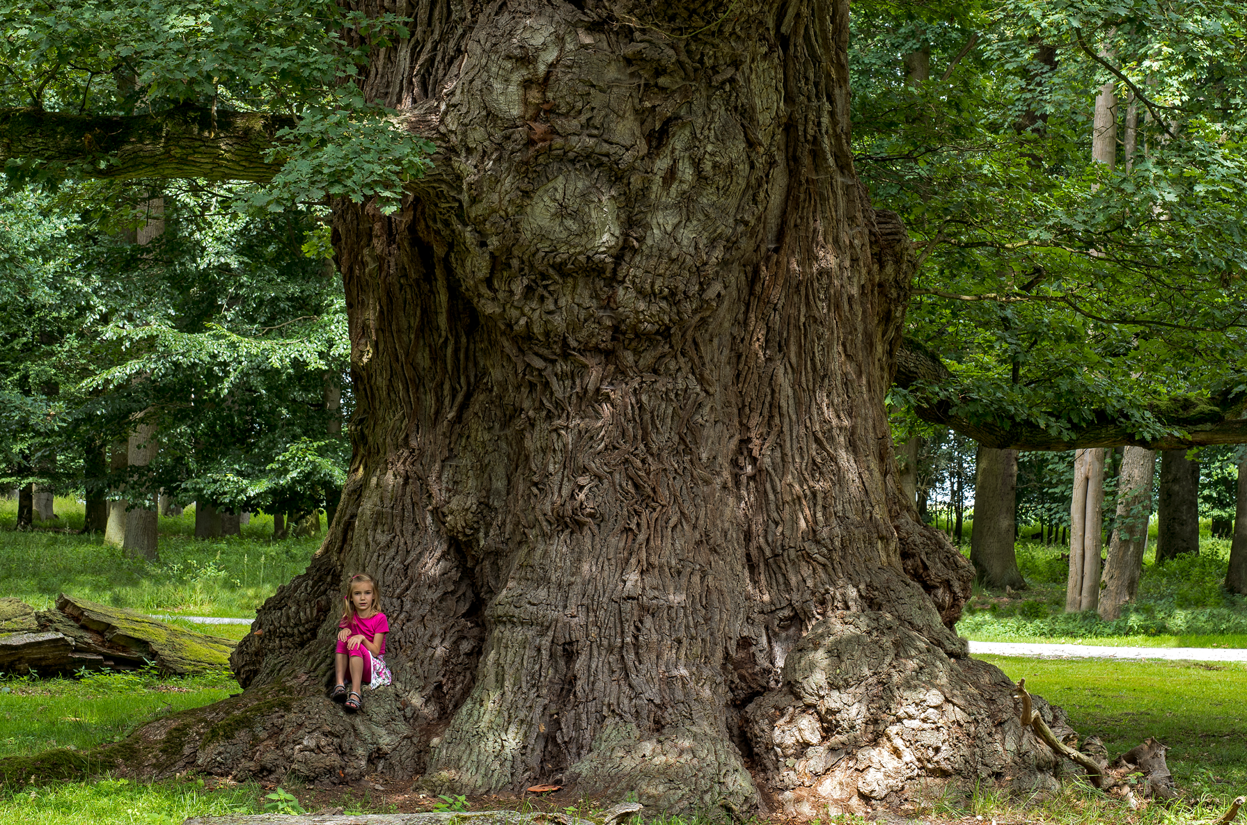 Uralte Eichen und ihre Geheimnisse
