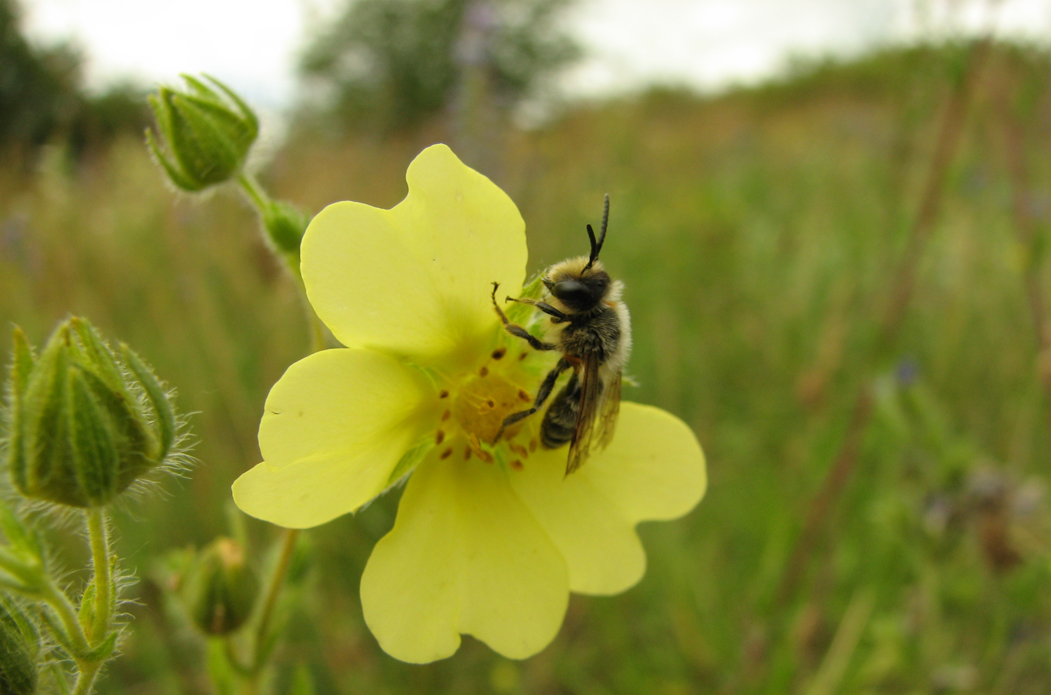 Bunte Insektenweide oder alles Unkraut?