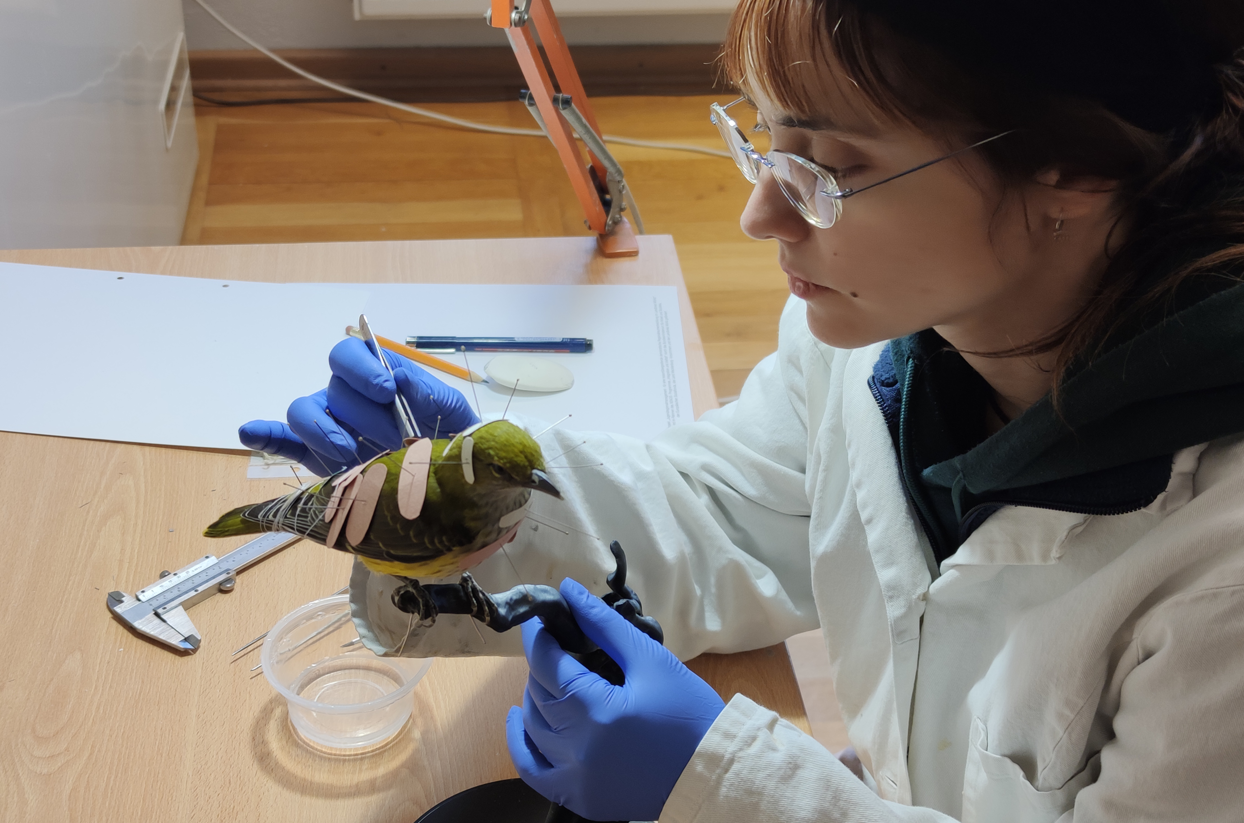 Viele geschickte Hände im Müritzeum