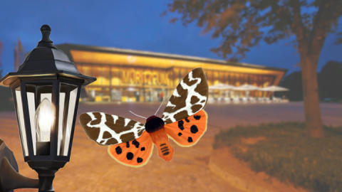 Insekten-Lichtfallen_Fangaktion_HG_less-sat